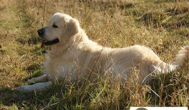狗狗临死前的15个征兆-小狗临死前有什么样子的征兆么 狗狗临死前的15个征兆-小狗临死前有什么样子的征兆么