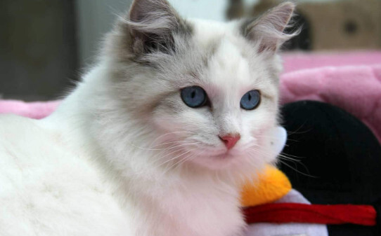 猫咪怀孕一个星期有什么特征 猫咪怀孕一个星期有什么特征