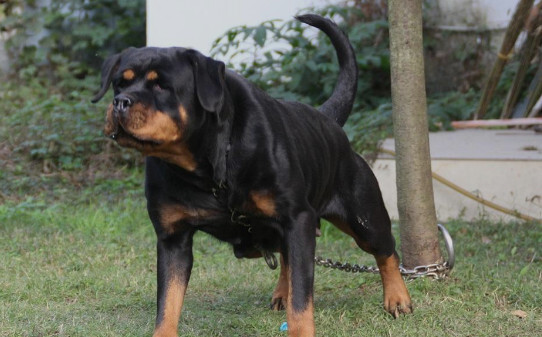 世界100禁养猛犬排行榜:排行前十的禁养犬类有哪些