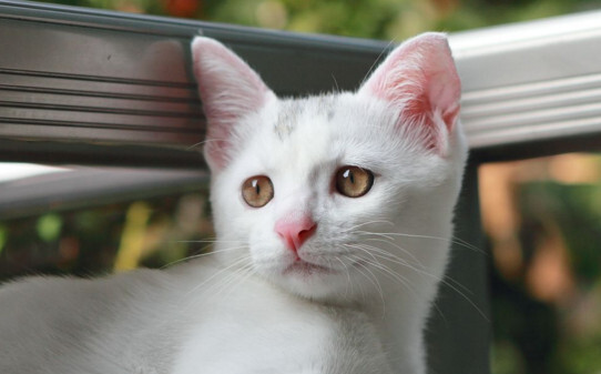 敲猫头会怎样