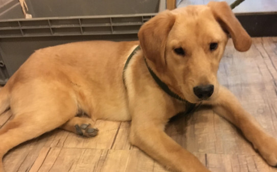 幼犬什么时候进行第一次驱虫多久进行一次 幼犬什么时候进行第一次驱虫多久进行一次