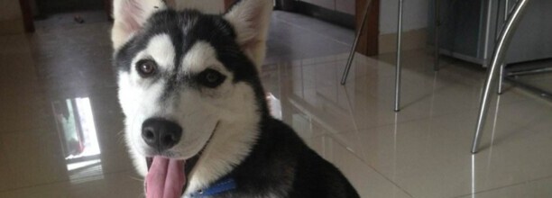 哈士奇犬的体貌特征