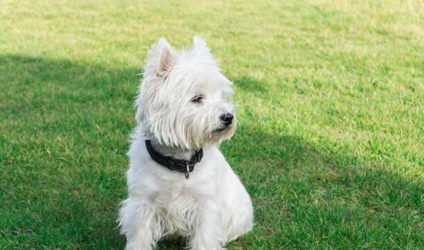 西高地犬多少钱一只-西高地白梗犬大概多少钱一只