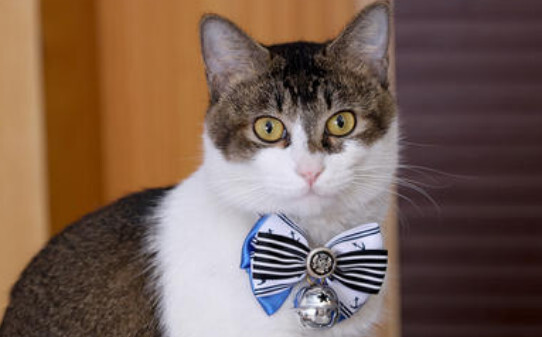 猫咪为什么不能戴铃铛 猫咪为什么不能戴铃铛