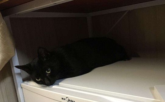 黑猫古代称呼 黑猫古代称呼