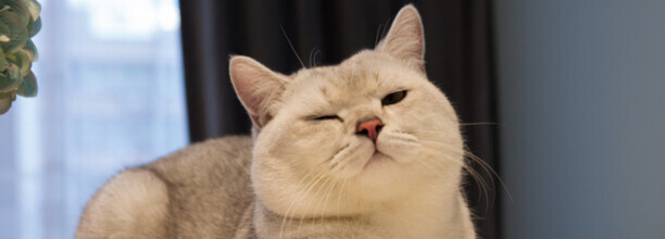 猫咬小猫后颈是什么意思