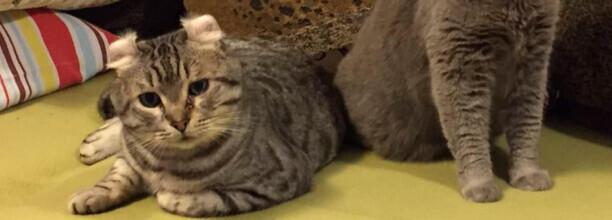 猫拆完线还要戴几天圈