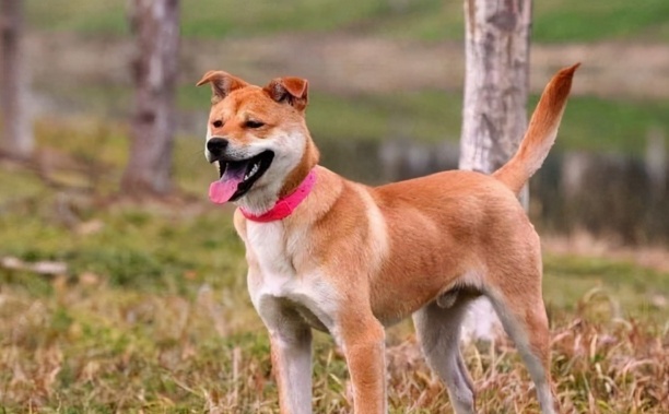 中国土狗四大名狗-中华田园犬12个品种 中国土狗四大名狗-中华田园犬12个品种