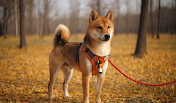 十大家养宠物犬排行榜-家庭宠物排行榜前十名