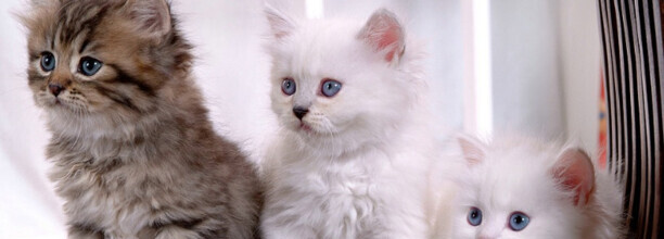 猫咪的智商相当于几岁小孩