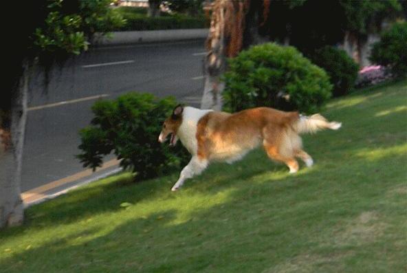 十大适合家养的大型犬-养只大型犬什么犬又听话又有灵性还护主