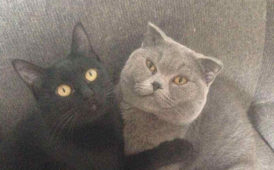 孟买猫和黑猫的区别