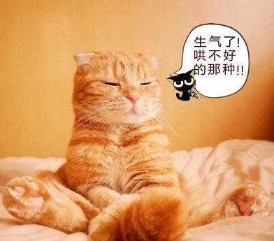 猫生气了如何哄回来打了猫咪之后怎么哄