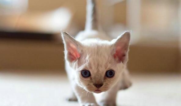 猫咪吃水果-猫咪可以吃什么水果蔬菜 猫咪吃水果-猫咪可以吃什么水果蔬菜
