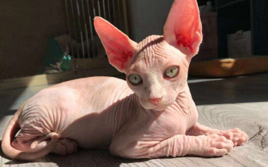 有毛的无毛猫叫什么 有毛的无毛猫叫什么