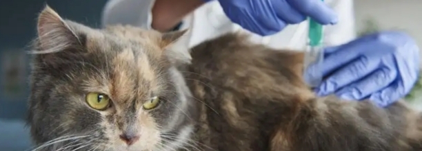 如何让猫快速长胖 如何让猫快速长胖