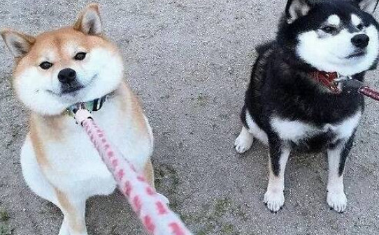 狗狗子宫蓄脓晚期临死前症状