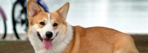 无尾狗叫什么犬