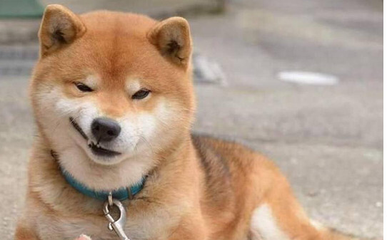 柯基犬柴犬区别