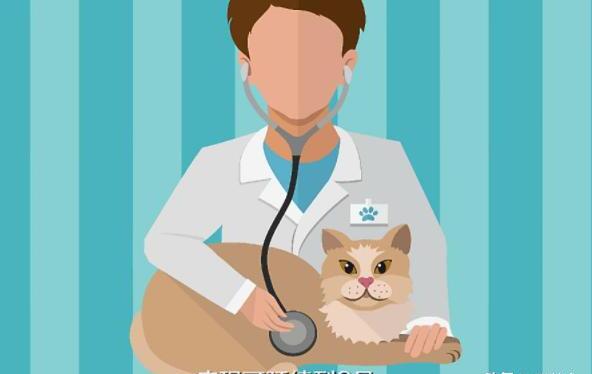 怎么判断猫腹部积水