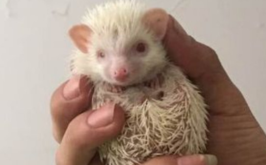 为什么家里不能养刺猬