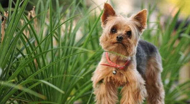 十大便宜好养的小型犬-适合家养的小型犬短毛的性格温顺的有哪些品种