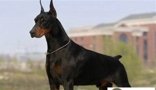 波尔多犬价格-波尔多犬和杜宾犬哪个贵
