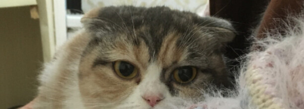折耳猫的寿命一般是多少年