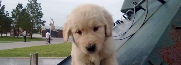 幼犬金毛纯与不纯对照