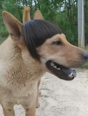 中华田园犬智商排名-中华田园犬智商排名第几 中华田园犬智商排名-中华田园犬智商排名第几