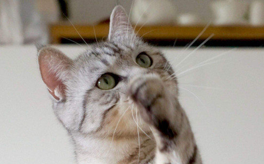 如果打了猫咪猫咪现在非常的害怕你怎么样才可以让它重新和好