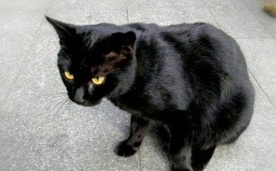 孟买猫的优缺点
