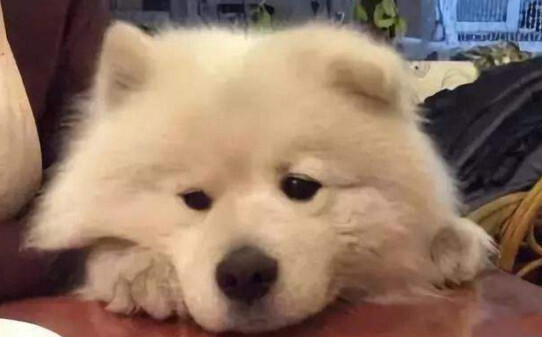 小狗睡觉时老是抽搐那是什么原因