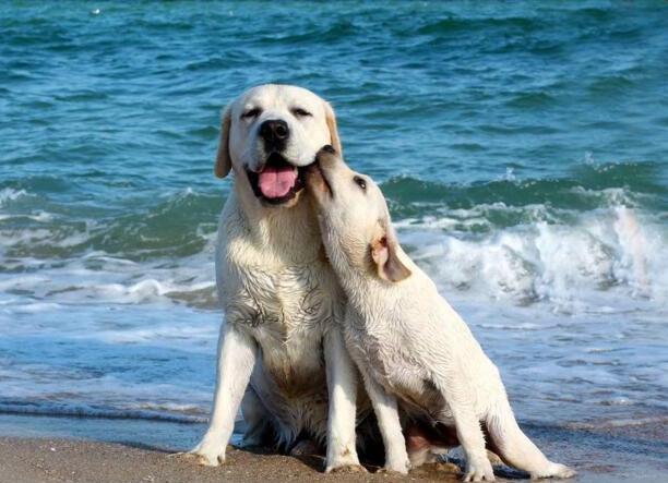 拉布拉多犬的价格多少钱一只-拉布拉多犬多少钱一只