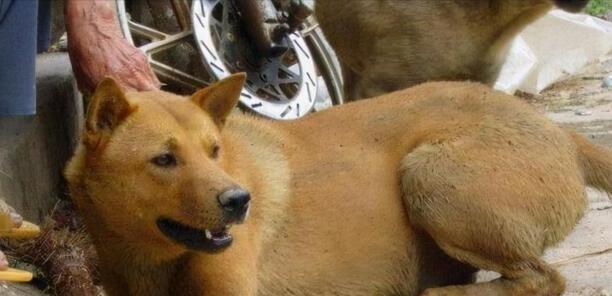 中华田园犬12个品种图-中华田园犬12个品种排名 中华田园犬12个品种图-中华田园犬12个品种排名