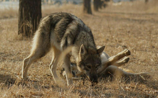 世界100禁养猛犬排行榜:排行前十的禁养犬类有哪些