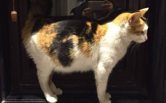 猫咪有小宝宝了是不是也会有呕吐的症状 猫咪有小宝宝了是不是也会有呕吐的症状