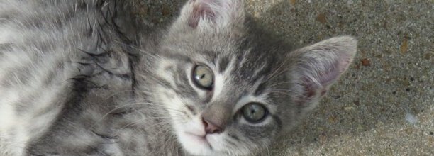 猫咪皮肤变色恨主人十种表现
