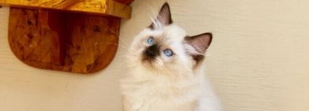 猫癣初期是什么样子的猫长猫藓是什么样子