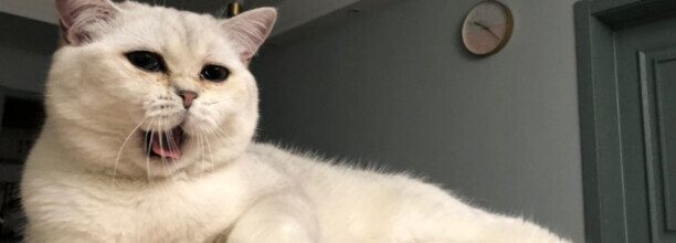 猫的眼睛流出黄黄的东西是什么