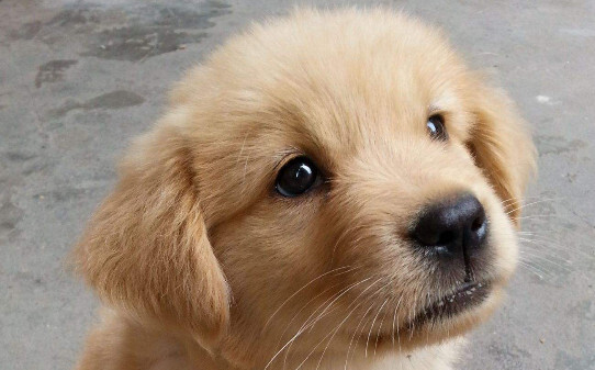 幼犬金毛纯与不纯对照