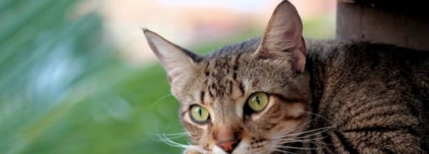 猫躺着一直摇尾巴什么意思