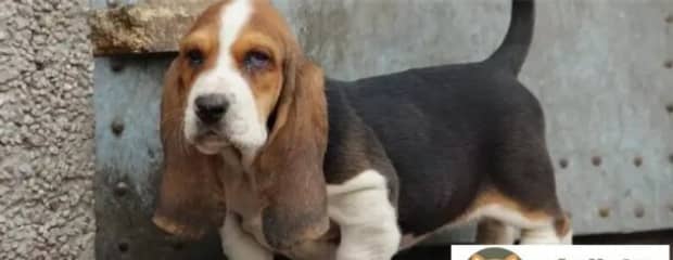 巴吉度犬长多大