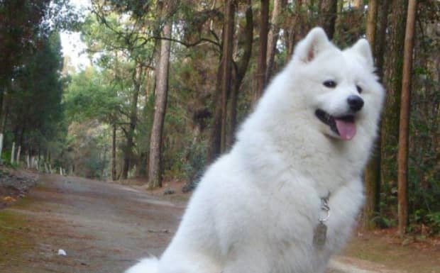 一只纯种萨摩耶幼犬的价格是多少