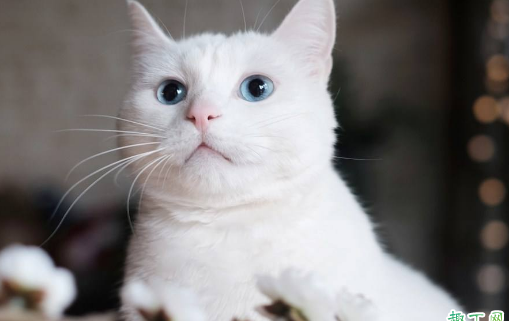 猫咪吃西红柿没事吧