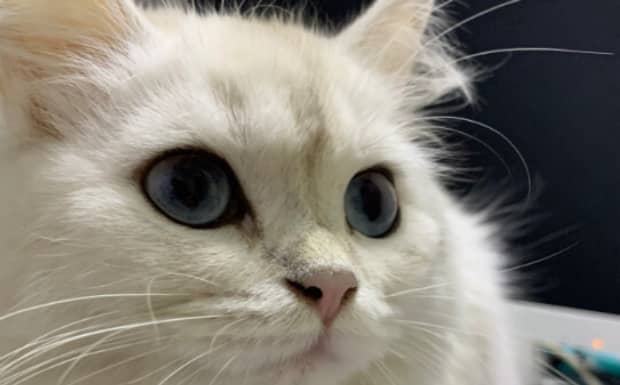 猫猫不能吃什么