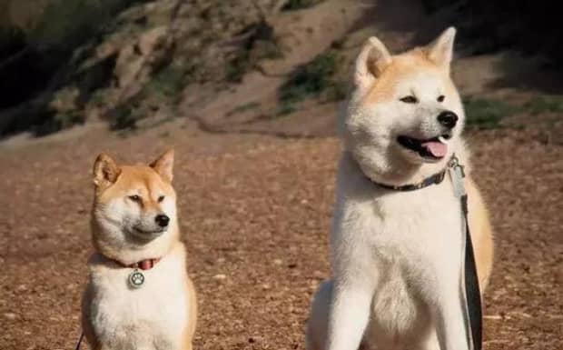 柴犬和秋田犬的区别是什么哪种好养些