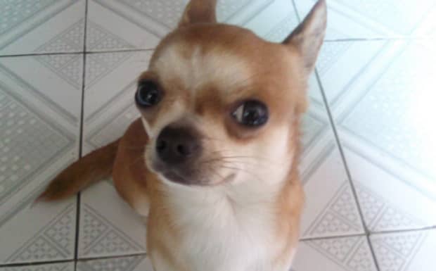 吉娃娃犬的优点和缺点