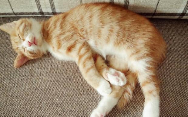 猫咪会不会装死 猫咪会不会装死