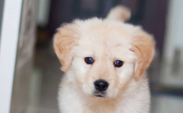幼狗狗粮怎么喂